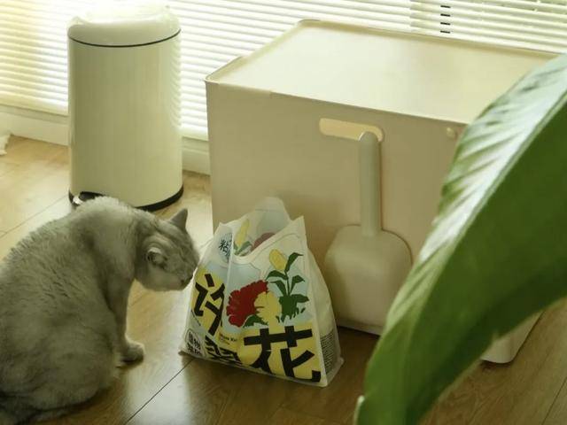 狗大市场赵露思、陈冠希纷纷加入pg模拟器电脑版3000亿猫(图2) 狗大市场赵露思、陈冠希纷纷加入pg模拟器电脑版3000亿猫(图2)